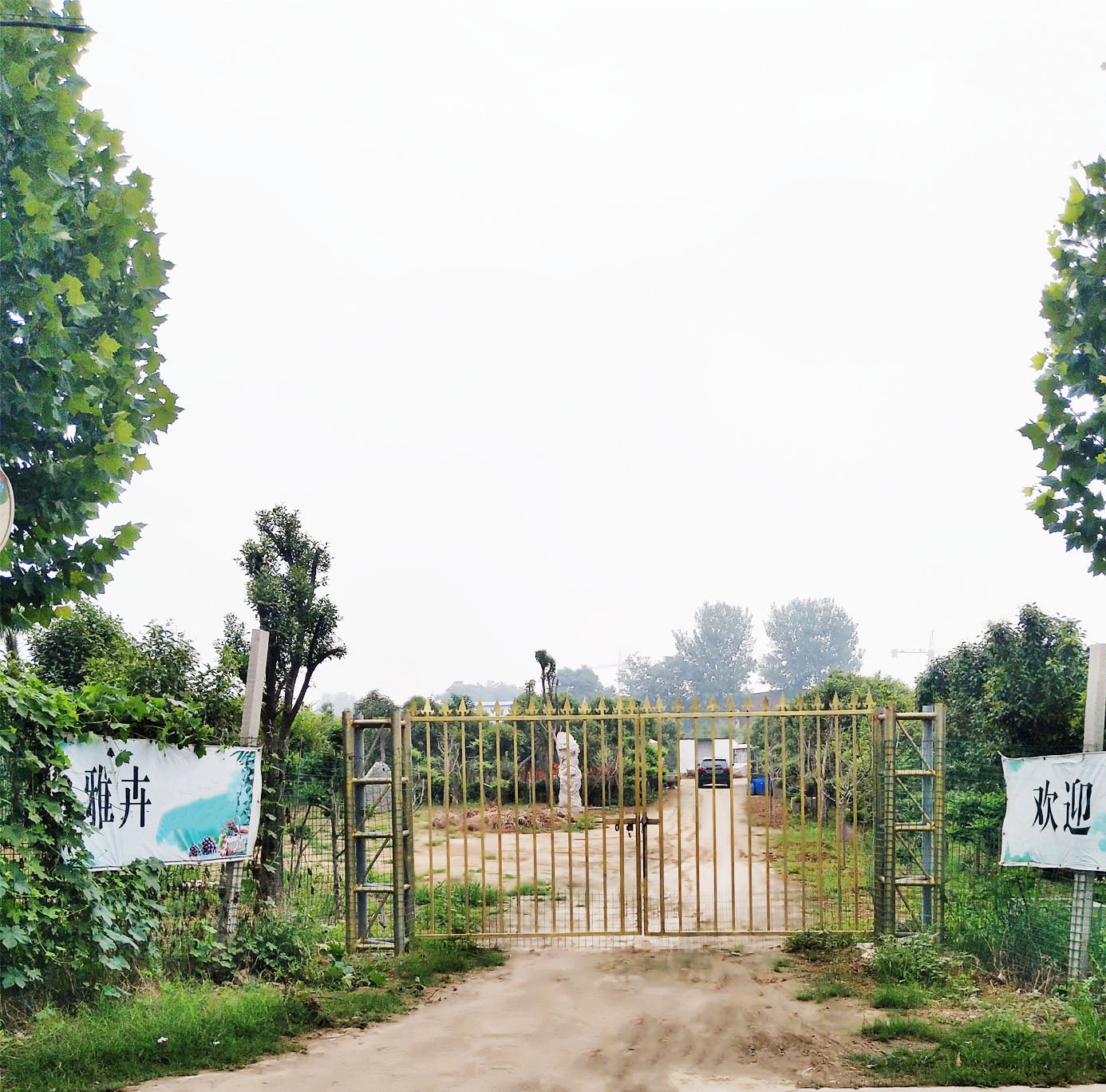 雅卉苗木春季热售中